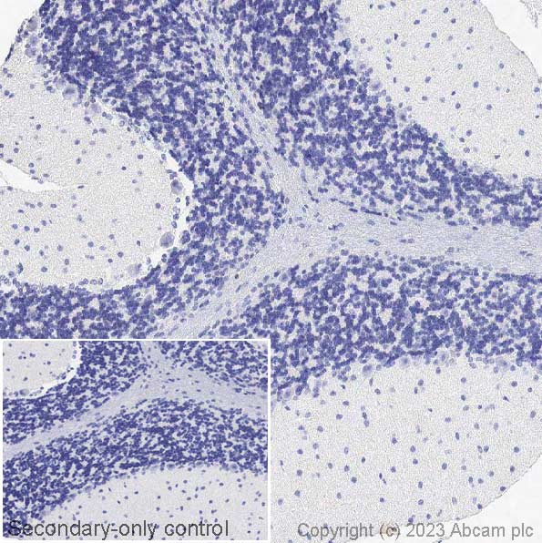 Immunohistochemistry (Formalin/PFA-fixed paraffin-embedded sections) - Anti-Ctip2 antibody [EPR23120-25] - BSA and Azide free (ab269367), expandable thumbnail