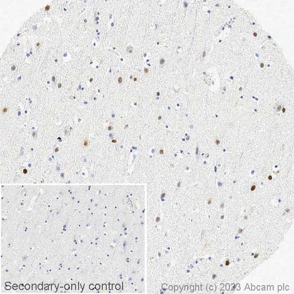 Immunohistochemistry (Formalin/PFA-fixed paraffin-embedded sections) - Anti-Ctip2 antibody [EPR23120-25] - BSA and Azide free (AB269367)