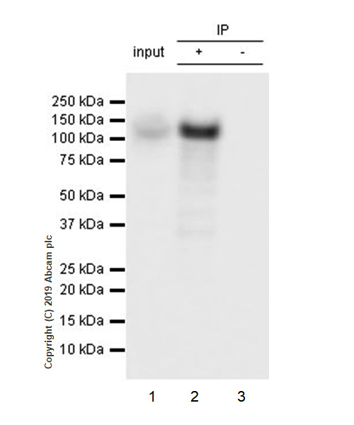 Immunoprecipitation - Anti-Ctip2 antibody [EPR23120-25] - BSA and Azide free (AB269367), expandable thumbnail