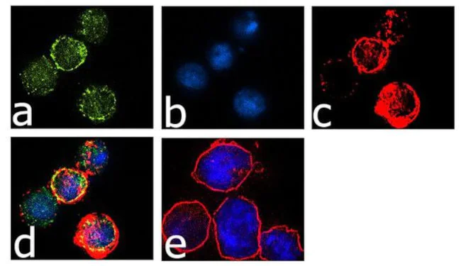 Immunocytochemistry/ Immunofluorescence - Anti-CTLA-4 antibody [RP23040205] (AB313482)