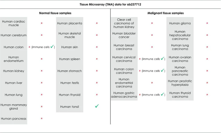 Immunohistochemistry (Formalin/PFA-fixed paraffin-embedded sections) - Anti-CTLA4 antibody [CAL49] (AB237712)