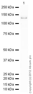 Western blot - Anti-CTNNA1 antibody [EP1793Y] (ab51032), expandable thumbnail