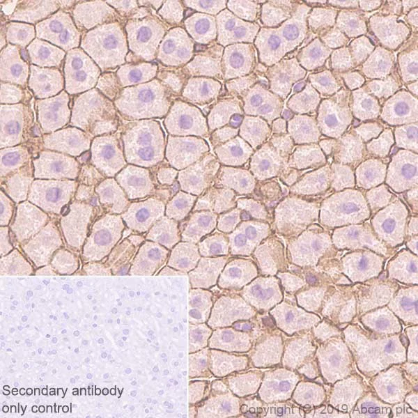 Immunohistochemistry (Formalin/PFA-fixed paraffin-embedded sections) - Anti-CTNNA1 antibody [EP1793Y] - Low endotoxin, Azide free (AB226010)