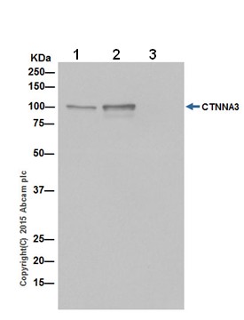 Immunoprecipitation - Anti-CTNNA3 antibody [EPR18307] - BSA and Azide free (ab250780), expandable thumbnail