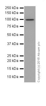 Western blot - Anti-CTNNA3 antibody [EPR18307] - BSA and Azide free (ab250780), expandable thumbnail