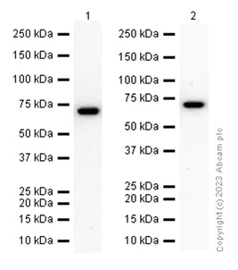 Western blot - Anti-CTNNBL1 antibody [EP2669Y] - BSA and Azide free (AB284752)