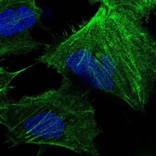 Immunocytochemistry/ Immunofluorescence - Anti-CTP synthase/CTPS antibody (AB244492), expandable thumbnail
