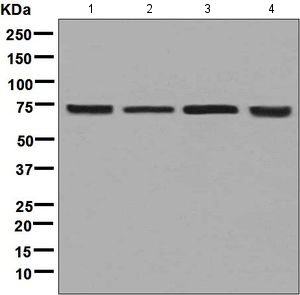 Western blot - Anti-CTP synthase/CTPS antibody [EPR8086(B)] (AB133743)