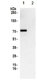 Immunoprecipitation - Anti-CTPS2 antibody - C-terminal (AB190462)