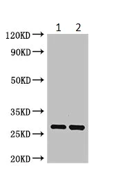 Western blot - Anti-CTRB1 antibody (AB235053)
