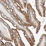 Immunohistochemistry (Formalin/PFA-fixed paraffin-embedded sections) - Anti-CTRP12 antibody (AB121791)