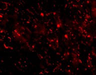 Immunocytochemistry/ Immunofluorescence - Anti-CTRP3 antibody (AB36870), expandable thumbnail