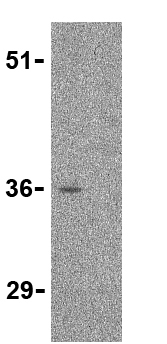 Western blot - Anti-CTRP3 antibody (AB36870), expandable thumbnail
