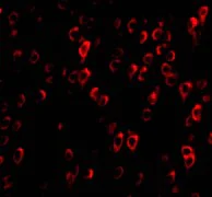 Immunocytochemistry/ Immunofluorescence - Anti-CTRP4 antibody (AB36871)