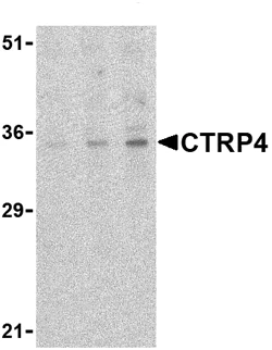 Western blot - Anti-CTRP4 antibody (AB36871)