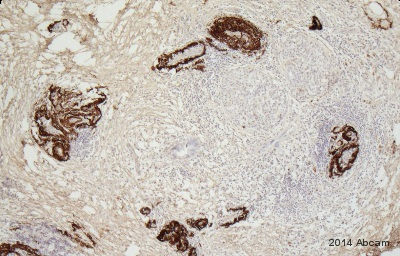 Immunohistochemistry (Formalin/PFA-fixed paraffin-embedded sections) - Anti-CTRP5 antibody (AB36893)