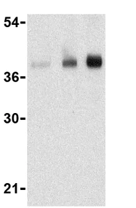 Western blot - Anti-CTRP5 antibody (AB36893)