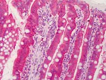 Immunohistochemistry (Formalin/PFA-fixed paraffin-embedded sections) - Anti-CTRP6 antibody (AB115455)