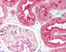 Immunohistochemistry (Formalin/PFA-fixed paraffin-embedded sections) - Anti-CTRP6 antibody (AB115455)