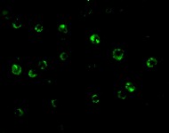 Immunocytochemistry/ Immunofluorescence - Anti-CTRP6 antibody (AB36898)