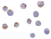 Immunocytochemistry/ Immunofluorescence - Anti-CTRP6 antibody (AB36898)