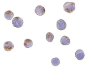 Immunocytochemistry/ Immunofluorescence - Anti-CTRP6 antibody (AB36898)