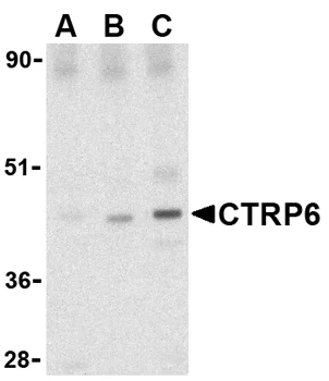 Western blot - Anti-CTRP6 antibody (AB36900)