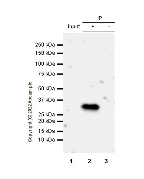 Immunoprecipitation - Anti-CTRP6 antibody [EPR25750-35] (AB300583)
