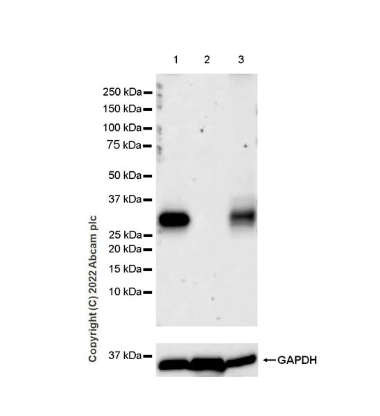 Western blot - Anti-CTRP6 antibody [EPR25750-35] (AB300583)