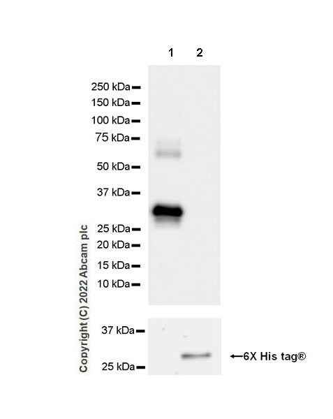 Western blot - Anti-CTRP6 antibody [EPR25750-35] (AB300583), expandable thumbnail