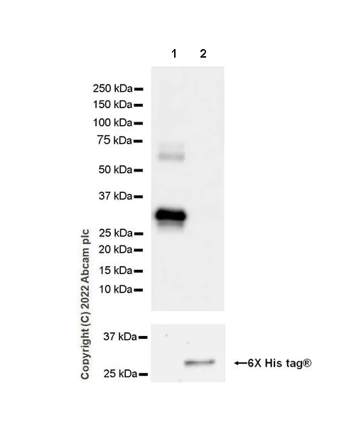 Western blot - Anti-CTRP6 antibody [EPR25750-35] (AB300583)