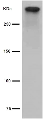 Western blot - Anti-Cubilin antibody [EPR16259-27] - BSA and Azide free (AB251050)