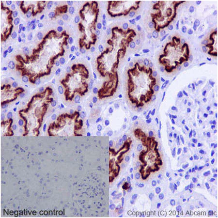 Immunohistochemistry (Formalin/PFA-fixed paraffin-embedded sections) - Anti-Cubilin antibody [EPR16259-27] - C-terminal (AB191073)