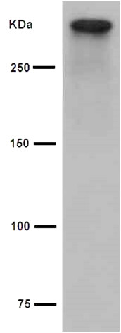 Western blot - Anti-Cubilin antibody [EPR16259-27] - C-terminal (AB191073), expandable thumbnail