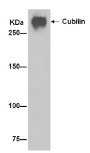 Immunoprecipitation - Anti-Cubilin antibody [EPR16259-34] - BSA and Azide free (AB251051)