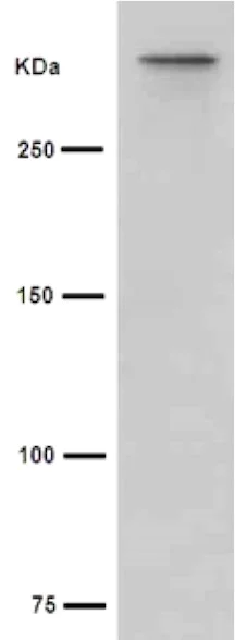 Western blot - Anti-Cubilin antibody [EPR16259-34] - C-terminal (AB191074)