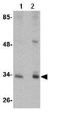 Western blot - Anti-CUEDC2 antibody (AB79036)