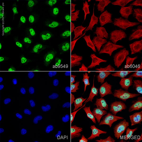 Immunocytochemistry - Anti-CUG-BP1 antibody [3B1] (AB9549)