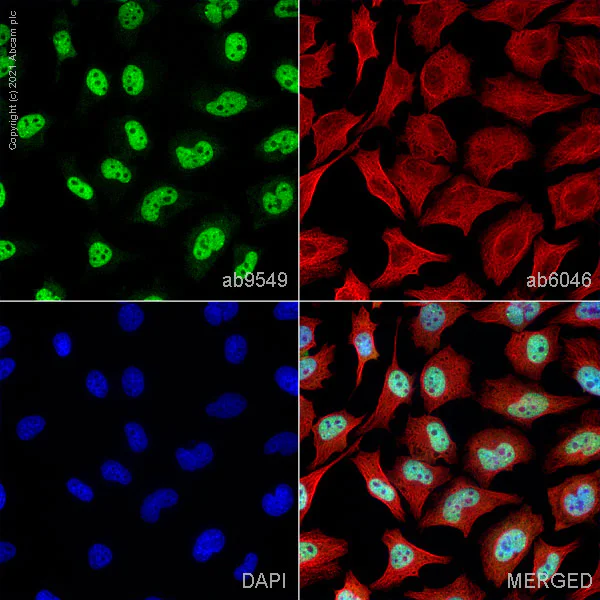 Immunocytochemistry - Anti-CUG-BP1 antibody [3B1] (AB9549)
