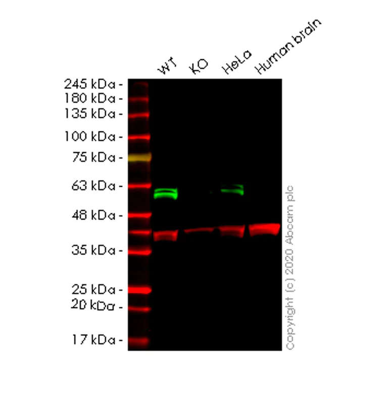 Western blot - Anti-CUG-BP1 antibody [3B1] (AB9549)