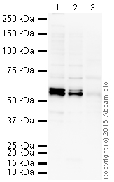 Western blot - Anti-CUG-BP1 antibody [3B1] (AB9549)