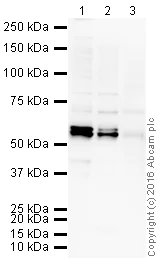 Western blot - Anti-CUG-BP1 antibody [3B1] (AB9549)
