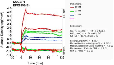 OI-RD Scanning - Anti-CUG-BP1 antibody [EPR8298(B)] (AB129115)