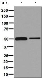 Western blot - Anti-CUG-BP1 antibody [EPR8298(B)] (AB129115)