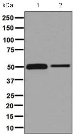 Western blot - Anti-CUG-BP1 antibody [EPR8298(B)] (AB129115)