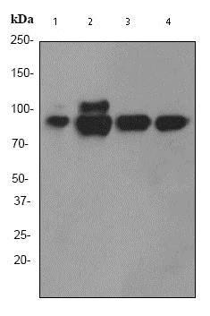 Western blot - Anti-CUL-4A + CUL-4B antibody [EPR3200] - BSA and Azide free (AB247477)