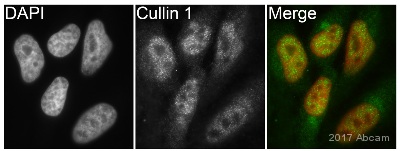 Immunocytochemistry/ Immunofluorescence - Anti-Cullin 1/CUL-1 antibody [EPR3102Y] (AB75812)