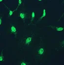 Immunocytochemistry/ Immunofluorescence - Anti-Cullin 1/CUL-1 antibody [EPR3102Y] - BSA and Azide free (AB247403)
