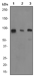 Western blot - Anti-Cullin 1/CUL-1 antibody [EPR3102Y] - BSA and Azide free (AB247403)