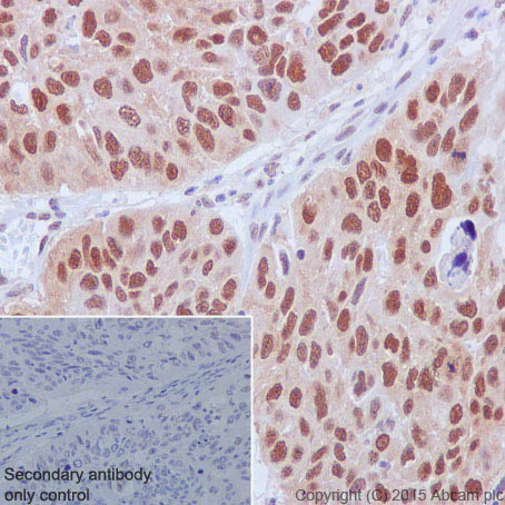 Immunohistochemistry (Formalin/PFA-fixed paraffin-embedded sections) - Anti-Cullin 1/CUL-1 antibody [EPR3103Y] (AB75817)